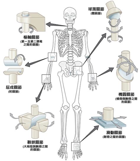 屈戌關節|解剖學